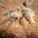 Brachypelma albopilosum OffiDocs Chromium의 Chrome 웹 스토어 확장을 위한 Spiderling 화면