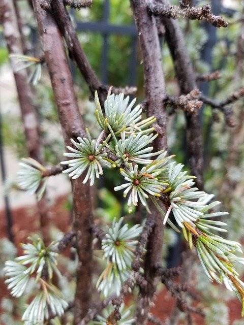 Bezpłatne pobieranie Branches Tree - darmowe zdjęcie lub obraz do edycji za pomocą internetowego edytora obrazów GIMP