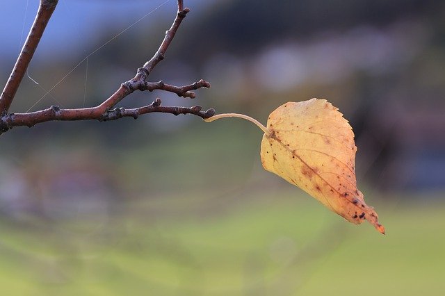 無料ダウンロード Branch Leaf Autumn - GIMP オンライン画像エディタで編集できる無料の写真や画像