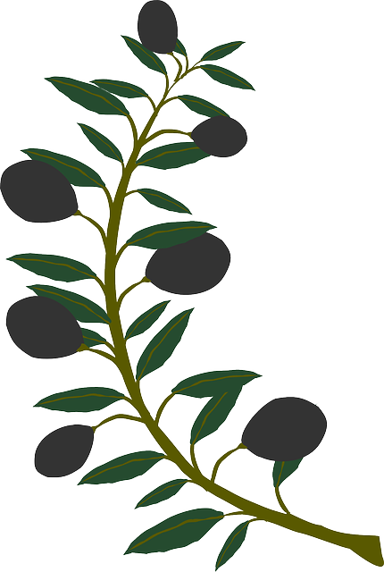 Free download Branch Olive Plant - Free vector graphic on Pixabay free illustration to be edited with GIMP free online image editor