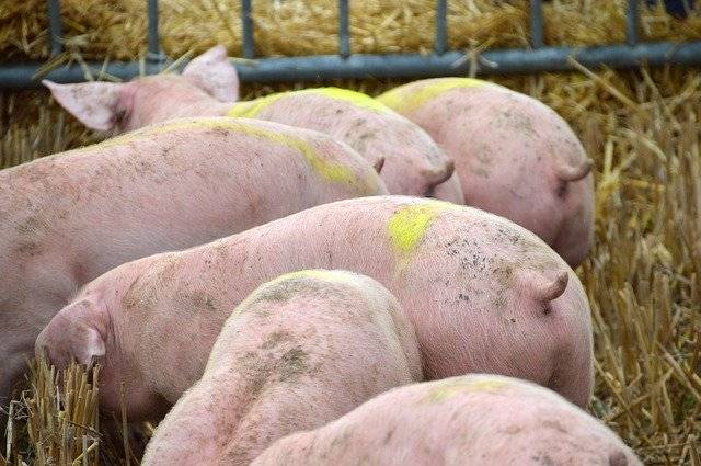 دانلود رایگان Breeding Pig Pork - عکس یا تصویر رایگان برای ویرایش با ویرایشگر تصویر آنلاین GIMP