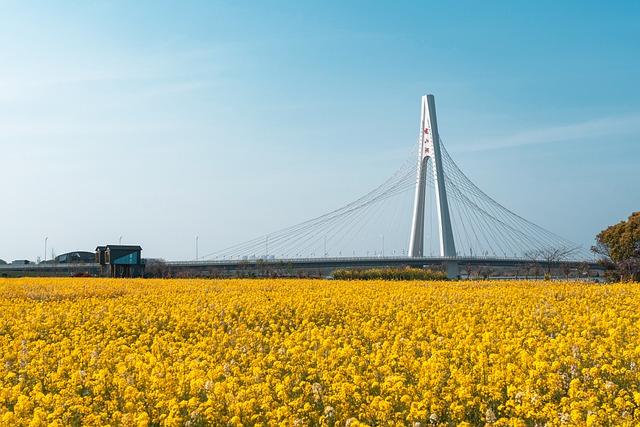 Free download bridge field flowers forest drone free picture to be edited with GIMP free online image editor