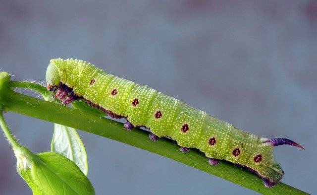 Descărcare gratuită Broad-Bordered-Bee-Hawkmoth Larva - fotografie sau imagine gratuită pentru a fi editată cu editorul de imagini online GIMP