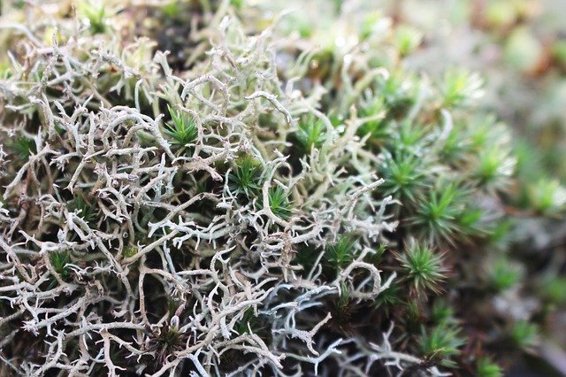 Ücretsiz indir Bryophyta Moss Nature - GIMP çevrimiçi resim düzenleyici ile düzenlenecek ücretsiz ücretsiz fotoğraf veya resim