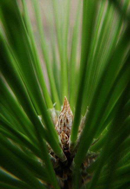 Free download bud fir tree green pine nature free picture to be edited with GIMP free online image editor