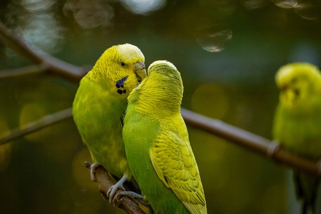 Free download budgie birds pair love budgerigar free picture to be edited with GIMP free online image editor