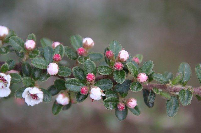 הורדה חינם Buds Flowers Tree - תמונה או תמונה בחינם לעריכה עם עורך התמונות המקוון GIMP