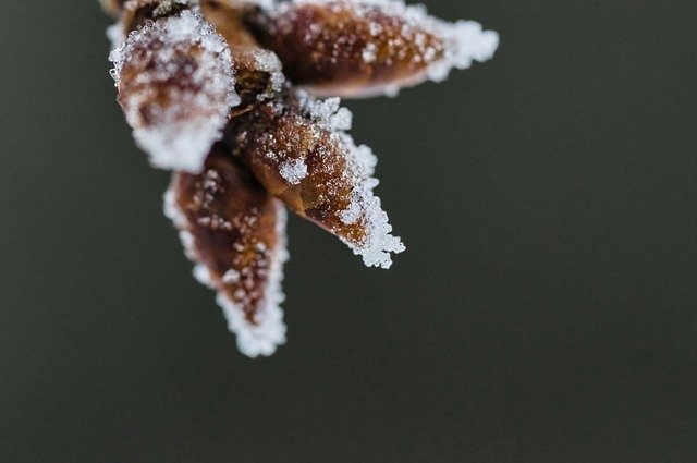 Free download buds winter frost cold frozen free picture to be edited with GIMP free online image editor