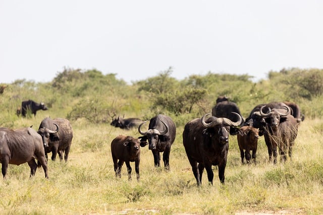 Darmowe pobieranie buffalo bufallo family group darmowe zdjęcie do edycji za pomocą darmowego internetowego edytora obrazów GIMP