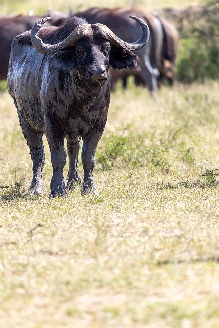 Free download buffalo horns big five wildlife free picture to be edited with GIMP free online image editor