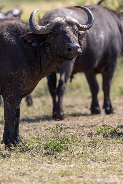 Free download buffalo wildlife big five uganda free picture to be edited with GIMP free online image editor