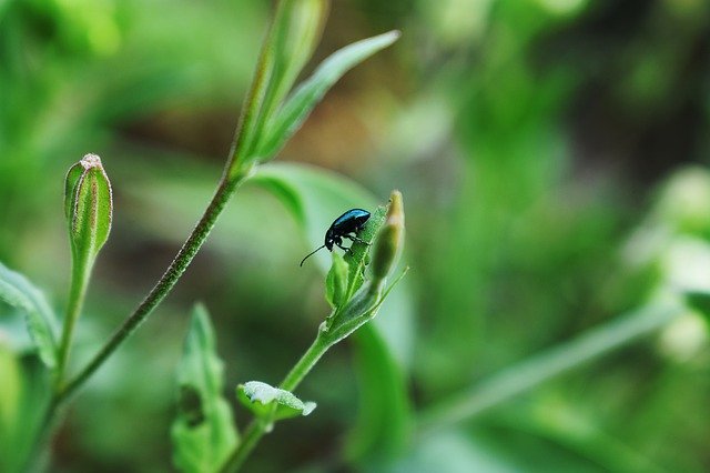 Скачать бесплатно Bug Beetle Insect - бесплатное фото или изображение для редактирования с помощью онлайн-редактора изображений GIMP