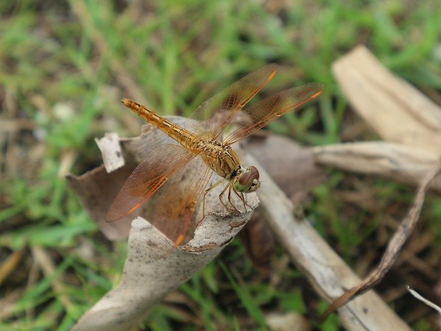 تنزيل مجاني Bug Insect Dragonfly - صورة مجانية أو صورة مجانية ليتم تحريرها باستخدام محرر الصور عبر الإنترنت GIMP