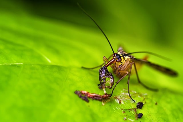 دانلود رایگان bug scorpion fly ماکرو طعمه بوکه رایگان برای ویرایش با ویرایشگر تصویر آنلاین رایگان GIMP