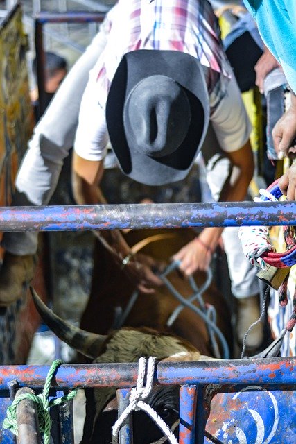 Muat turun percuma bull rider sport men extreme gambar percuma untuk diedit dengan editor imej dalam talian percuma GIMP