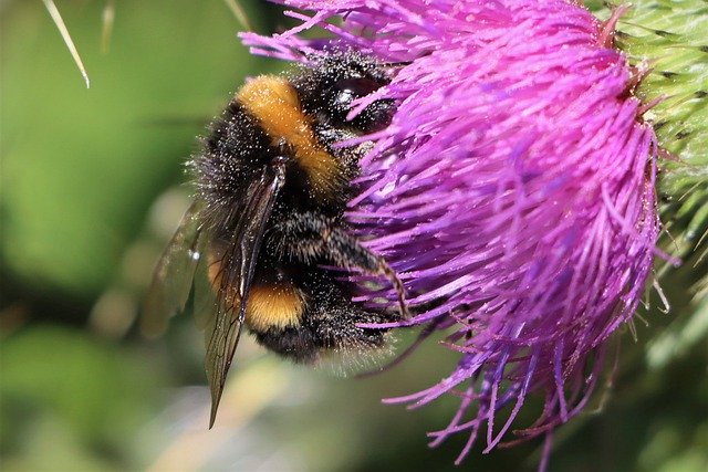 Free download bumblebee flowers pollination free picture to be edited with GIMP free online image editor