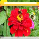Bumble bee on a flower  screen for extension Chrome web store in OffiDocs Chromium