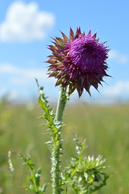 Скачать бесплатно Burdock Barb Bloom - бесплатное фото или изображение для редактирования с помощью онлайн-редактора изображений GIMP