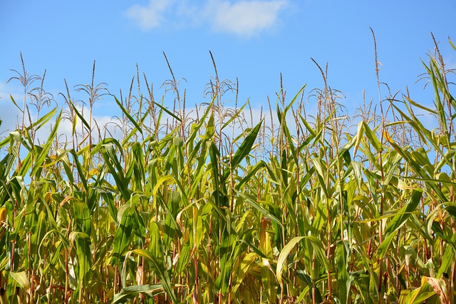 Free download but crop corn harvest ears mas free picture to be edited with GIMP free online image editor