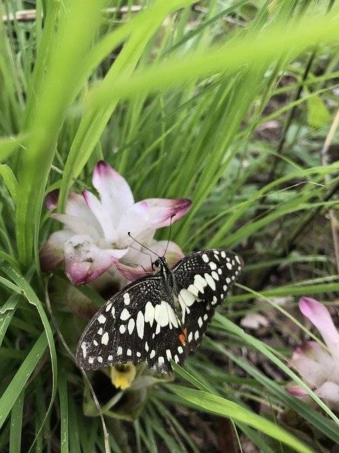 Descargue gratis la plantilla de fotografía gratuita Butterflies Natural Nature para editar con el editor de imágenes en línea GIMP