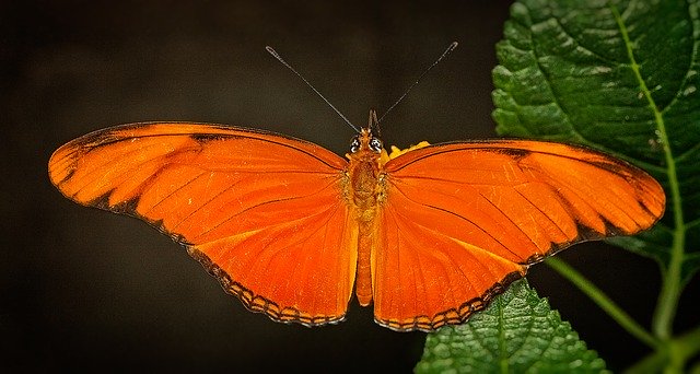 تنزيل مجاني Butterflies Orange Colors Insects - صورة مجانية أو صورة ليتم تحريرها باستخدام محرر الصور عبر الإنترنت GIMP