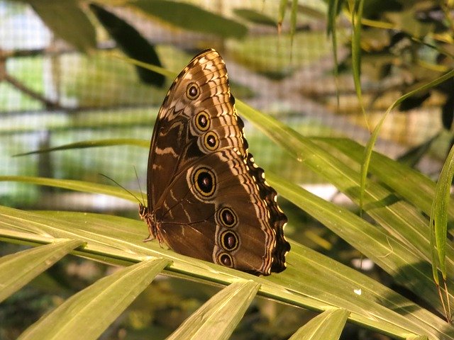 Kostenloser Download Butterfly Animals Beauty - kostenloses Foto oder Bild zur Bearbeitung mit GIMP Online-Bildbearbeitung