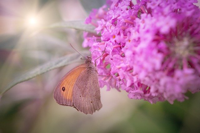 Free download butterfly big ox eye edelfalter free picture to be edited with GIMP free online image editor