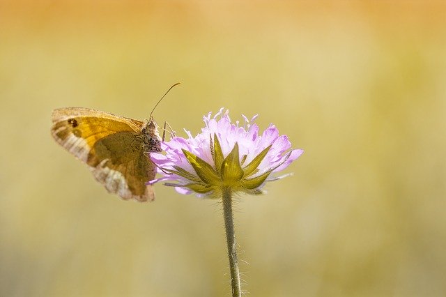 Free download butterfly big ox eye insect nature free picture to be edited with GIMP free online image editor