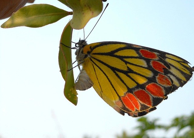 Free download butterfly butterfly eggs egg green free picture to be edited with GIMP free online image editor