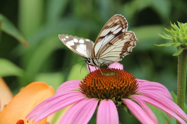 Free download butterfly echinacea medicinal plant free picture to be edited with GIMP free online image editor