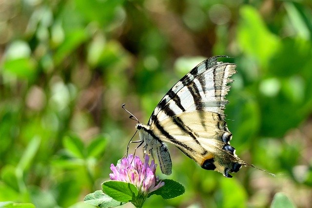 Free download butterfly flowers color landscape free picture to be edited with GIMP free online image editor