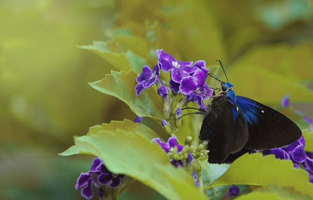 Free download butterfly flowers colors nature free picture to be edited with GIMP free online image editor