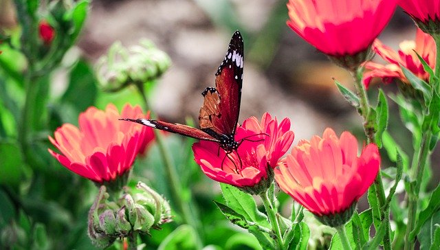 Kostenloser Download Schmetterling Blumen bestäuben kostenloses Bild zur Bearbeitung mit GIMP kostenloser Online-Bildeditor