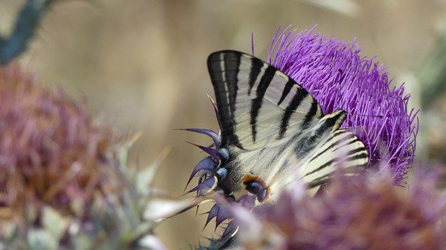 Unduh gratis Butterfly Flower Thistle - foto atau gambar gratis untuk diedit dengan editor gambar online GIMP