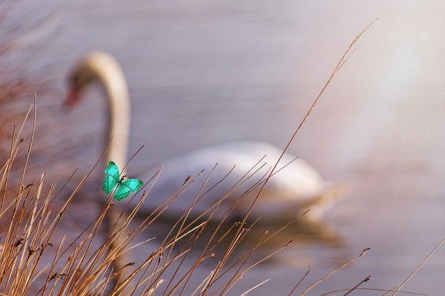 Free download butterfly grass reeds lake swan free picture to be edited with GIMP free online image editor