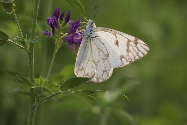 Free download butterfly insect flowers nature free picture to be edited with GIMP free online image editor