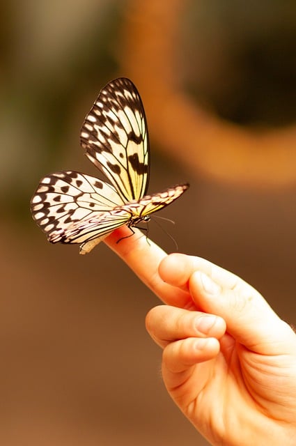 Téléchargement gratuit papillon insecte main nature image gratuite à éditer avec l'éditeur d'images en ligne gratuit GIMP