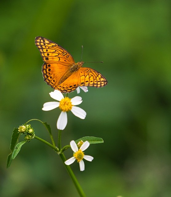 Kostenloser Download von Schmetterlings-Insektenflügeln in Orange, kostenloses Bild zur Bearbeitung mit dem kostenlosen Online-Bildeditor GIMP