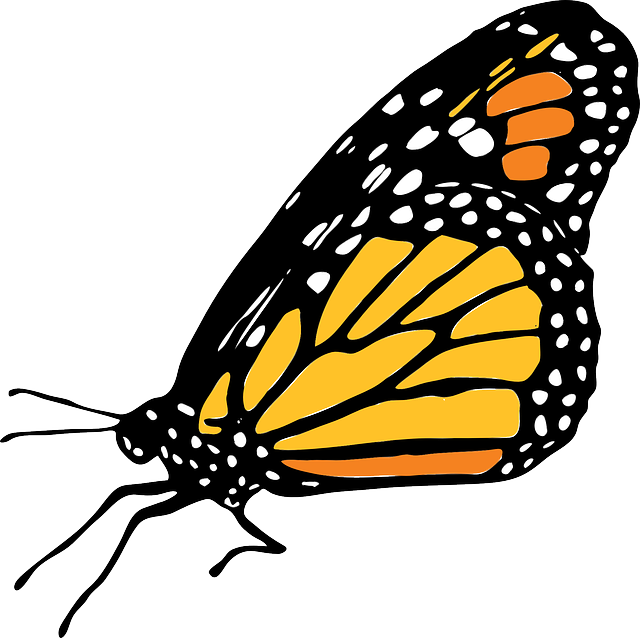 Free download Butterfly Monarch - Free vector graphic on Pixabay free illustration to be edited with GIMP free online image editor