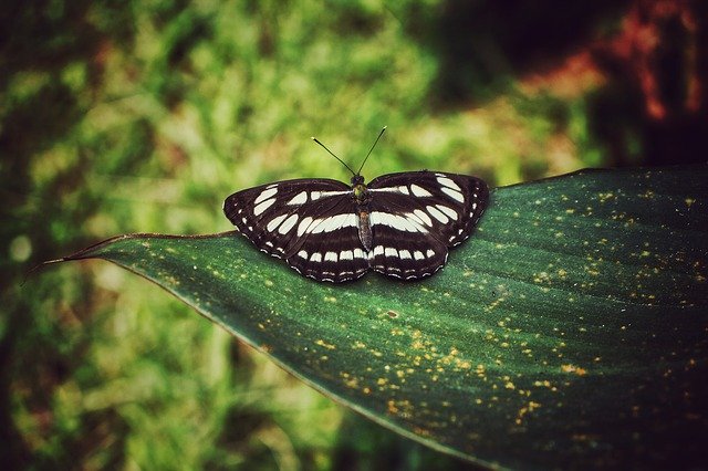 Free download butterfly nature green tree free picture to be edited with GIMP free online image editor