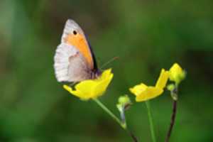 Free download Butterfly On Flower free photo or picture to be edited with GIMP online image editor