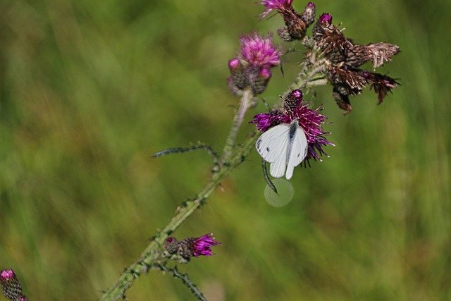 Free download butterfly thistle flower flora free picture to be edited with GIMP free online image editor