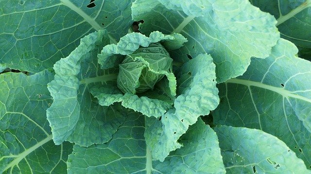 Free download cabbage a vegetable food healthy free picture to be edited with GIMP free online image editor