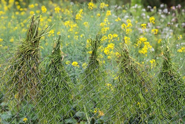 Free download cabbage flower fresh yellow garden free picture to be edited with GIMP free online image editor