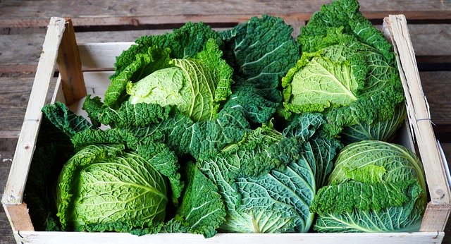 Free download cabbages vegetables food healthy free picture to be edited with GIMP free online image editor