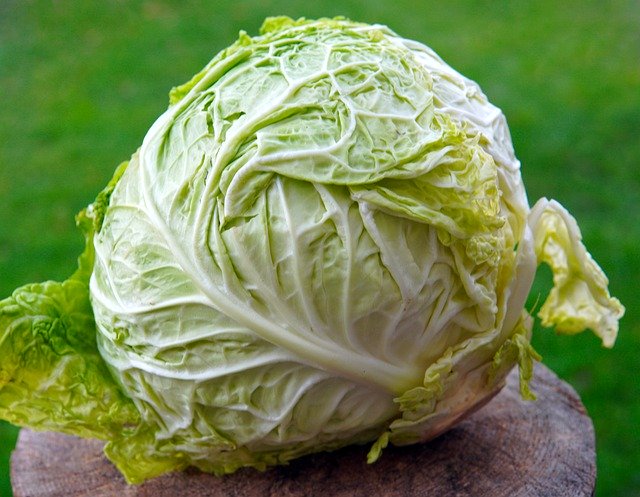 Free download cabbage vegetables food fresh free picture to be edited with GIMP free online image editor