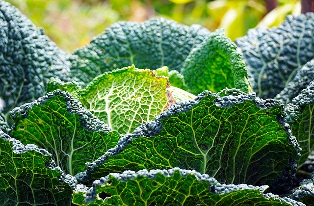 Free download cabbage vegetables leafy greens free picture to be edited with GIMP free online image editor