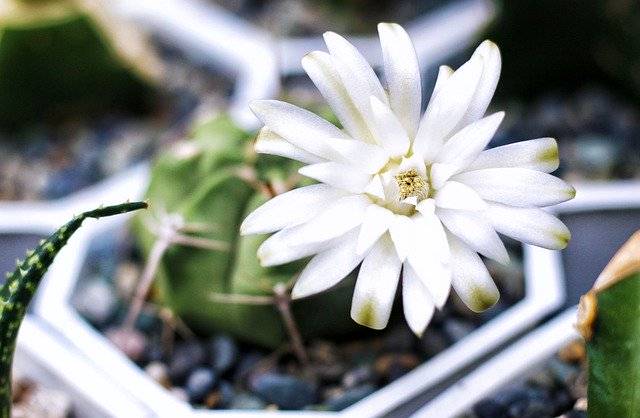 Téléchargement gratuit Cactus Flower Flowers - photo ou image gratuite à éditer avec l'éditeur d'images en ligne GIMP