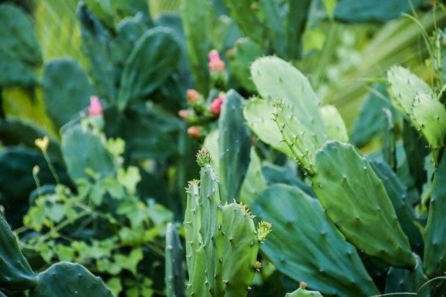 ຮູບ​ພາບ​ພື້ນ​ຫຼັງ​ສີ​ຂຽວ Cactus ຟຣີ - ທີ່​ຈະ​ໄດ້​ຮັບ​ການ​ແກ້​ໄຂ​ໂດຍ​ບັນ​ນາ​ທິ​ການ​ຮູບ​ພາບ​ຟຣີ GIMP ໂດຍ OffiDocs​