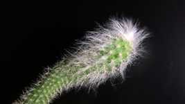 Free download Cactus Hairy Wind -  free video to be edited with OpenShot online video editor